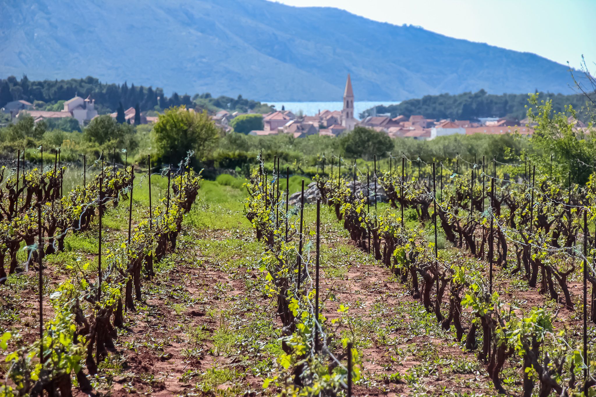 award_winning_wine_1_ceb0da4618