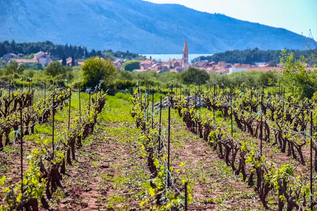 award_winning_wine_1_ceb0da4618