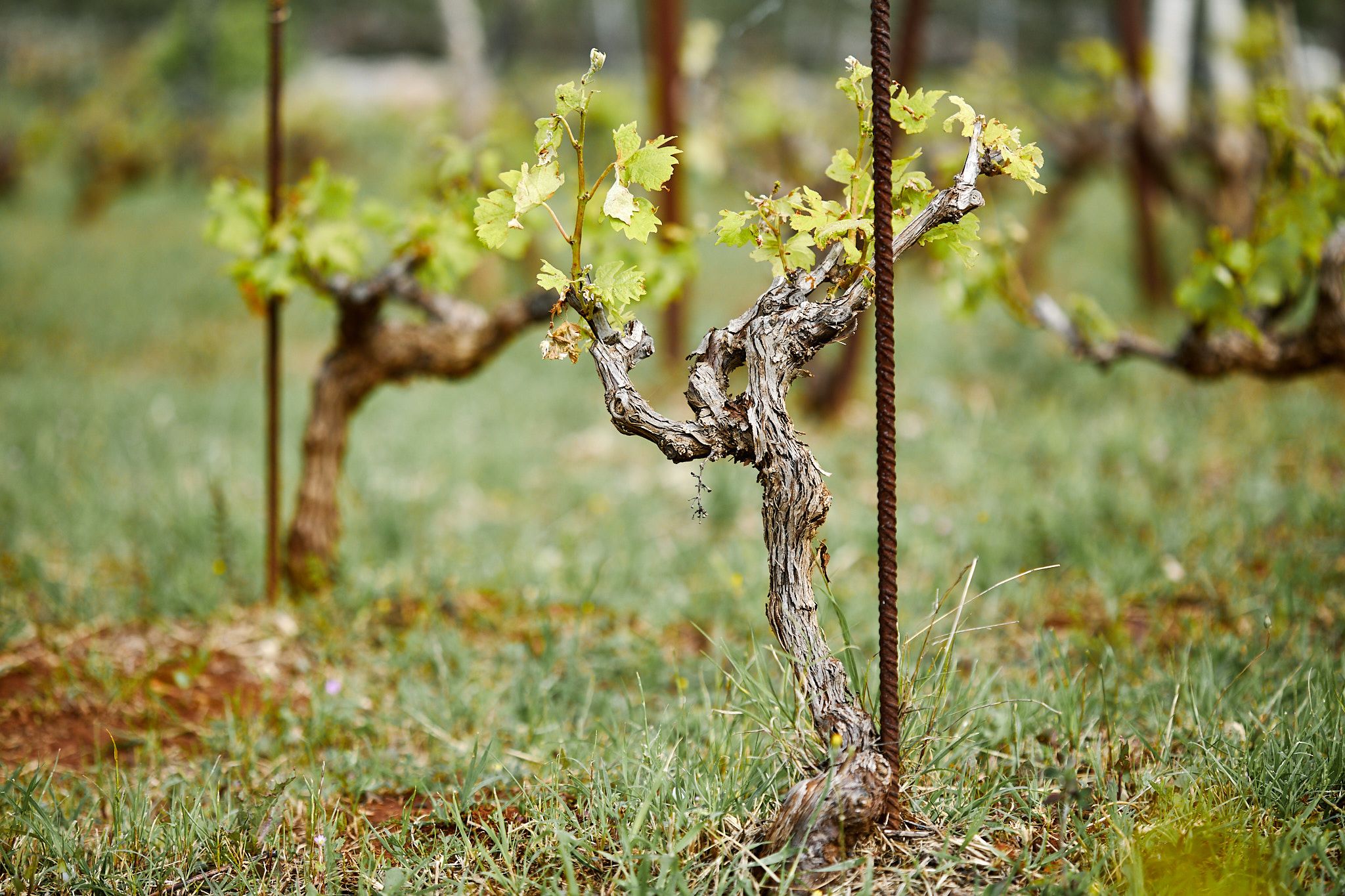 award_winning_wine_8_e68f402de2