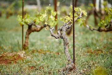 award_winning_wine_8_e68f402de2