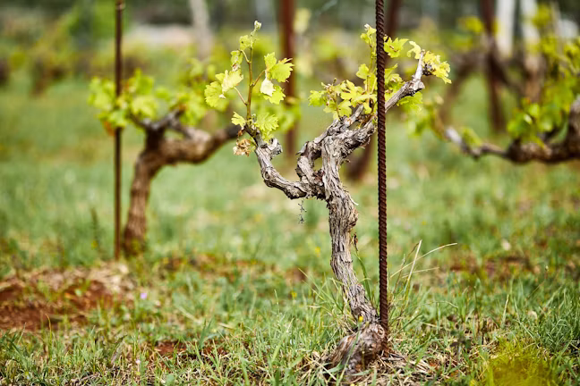 award_winning_wine_8_e68f402de2