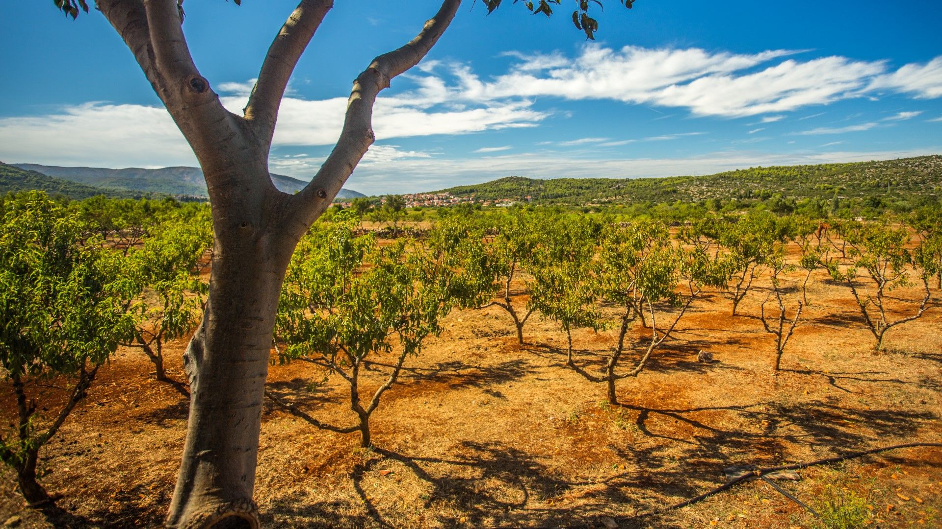 croatian_wineries_6_55da980c60