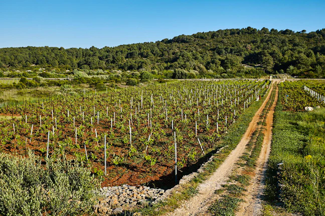 croatian_wineries_8_f9759d339a
