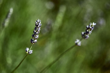 stari_grad_9_d117e8c97c